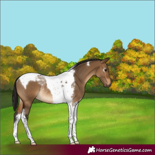 Horse Color:Gray Bay Dun Tobiano Rabicano 