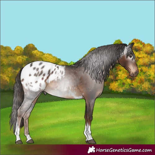 Horse Color:Gray Liver Chestnut Tobiano Appaloosa Rabicano