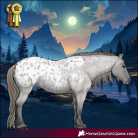 Horse Color:Grullo Roan Appaloosa 