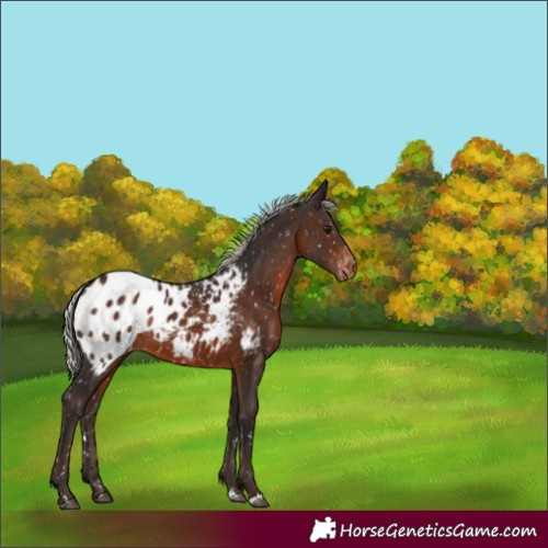 Horse Color:Silver Brown Appaloosa Rabicano 