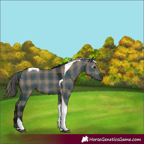 Horse Color:Gray Plaid  Grullo Tobiano 