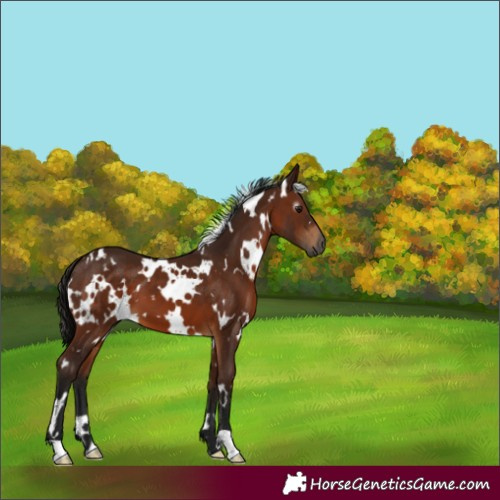 Horse Color:Gray White Spotted Bay 