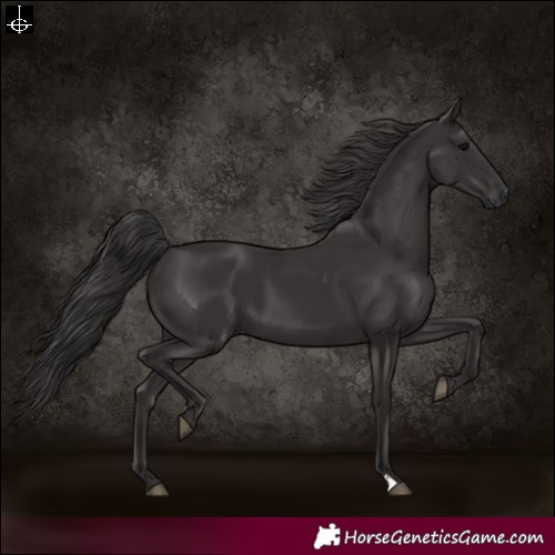 Horse Color:Smoky Black