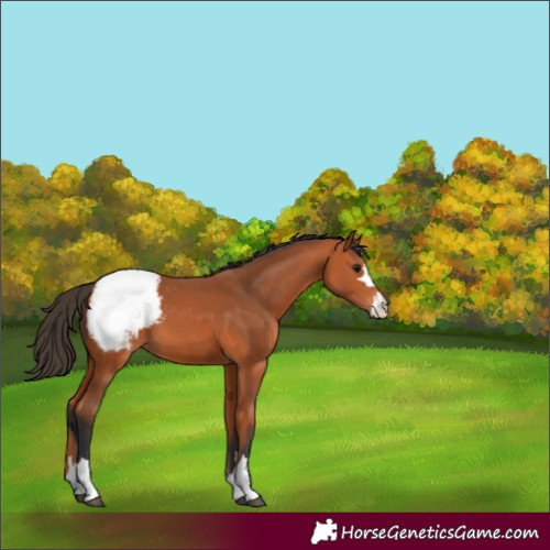 Horse Color:Bay Appaloosa