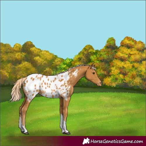 Horse Color:Unknown 