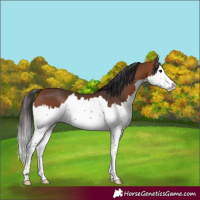 Horse Color:Bay Splash 