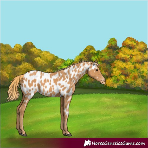 Horse Color:Chestnut Appaloosa 