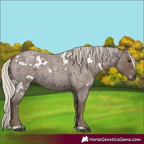 Horse Color:White Spotted Silver Blue Roan