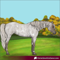 Horse Color:White Spotted Silver Blue Roan 