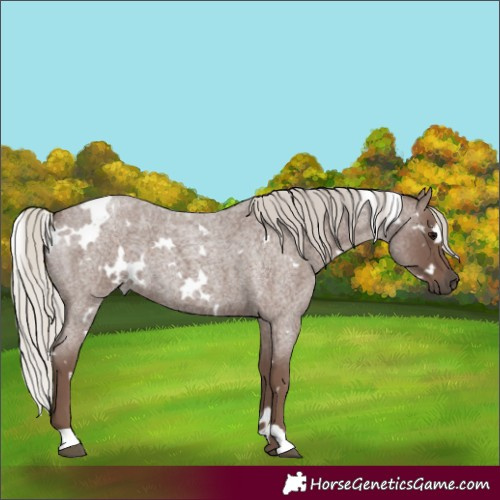 Horse Color:White Spotted Silver Blue Roan