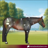 Horse Color:White Spotted Brown 
