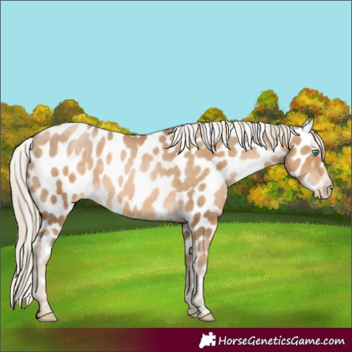 Horse Color:Chocolate Palomino Pearl Appaloosa 