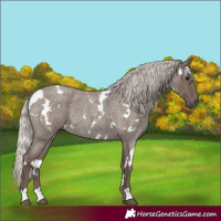 Horse Color:White Spotted Silver Blue Roan 