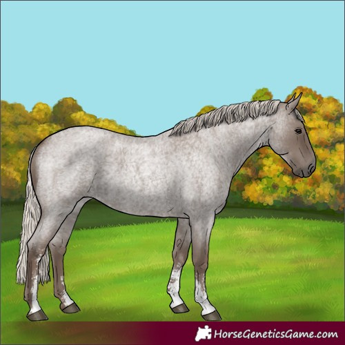 Horse Color:Silver Blue Roan Sabino 