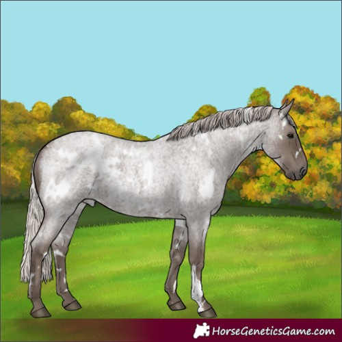 Horse Color:White Spotted Silver Blue Roan 