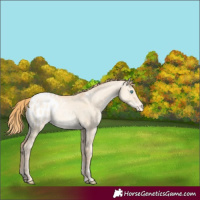 Horse Color:Gold Champagne Pearl Dun Appaloosa