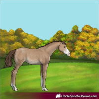 Horse Color:Classic Champagne Sabino 