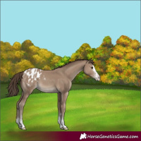 Horse Color:Classic Champagne Varnish 