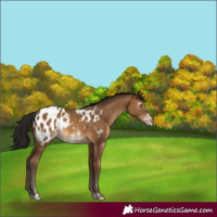 Horse Color:Gray Amber Champagne Blanket Rabicano 