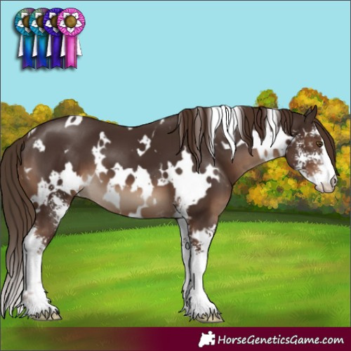 Horse Color:White Spotted Liver Chestnut Sabino 
