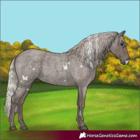 Horse Color:White Spotted Silver Blue Roan 