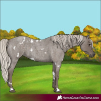 Horse Color:White Spotted Silver Blue Roan 