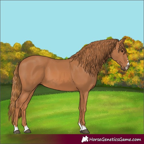 Horse Color:Chestnut 