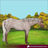 Horse Color:White Spotted Silver Blue Roan