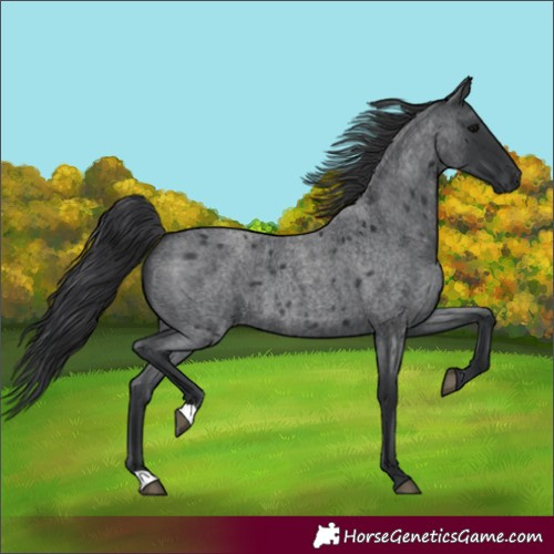 Horse Color:Blue Roan 