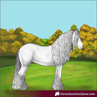 Horse Color:White Spotted Black