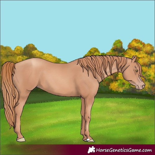 Horse Color:Unknown 