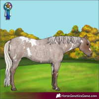 Horse Color:White Spotted Silver Blue Roan 