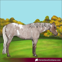 Horse Color:White Spotted Silver Blue Roan 