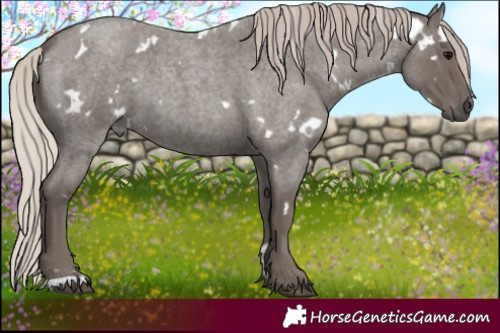 Horse Color:White Spotted Silver Blue Roan 