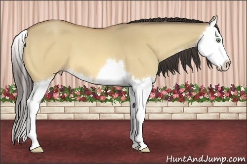 Horse Color:Amber Champagne Dun Splash 