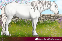 Horse Color:Amber Cream Champagne Roan Pearl and Amber Cream Champagne Roan Pearl