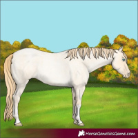 Horse Color:Buckskin Roan Pearl and Buckskin Roan Pearl