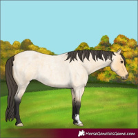 Horse Color:Buckskin Roan 