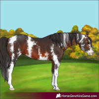 Horse Color:Brown Sabino