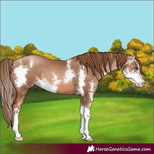 Horse Color:Liver Chestnut Pearl Sabino 