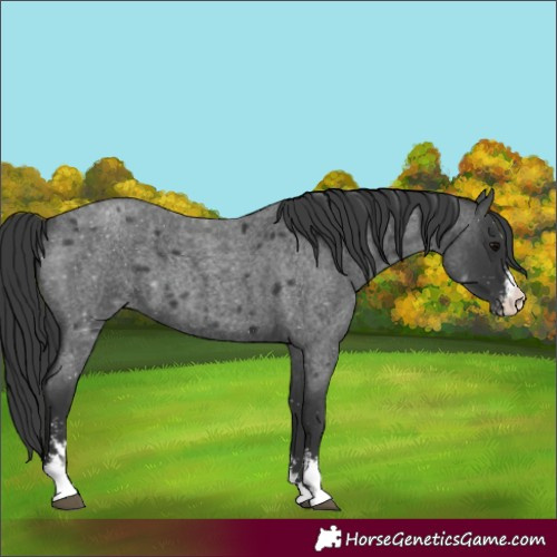 Horse Color:Blue Roan Sabino 