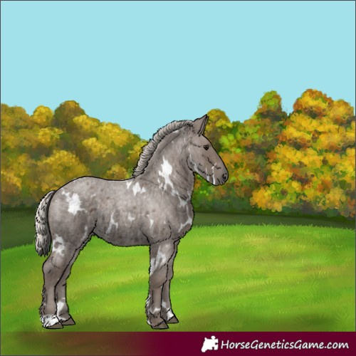 Horse Color:White Spotted Silver Blue Roan 