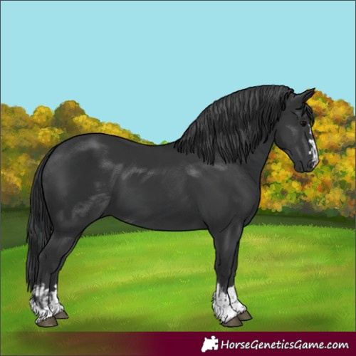 Horse Color:Black  and Black 