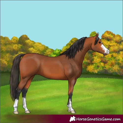 Horse Color:Bay 