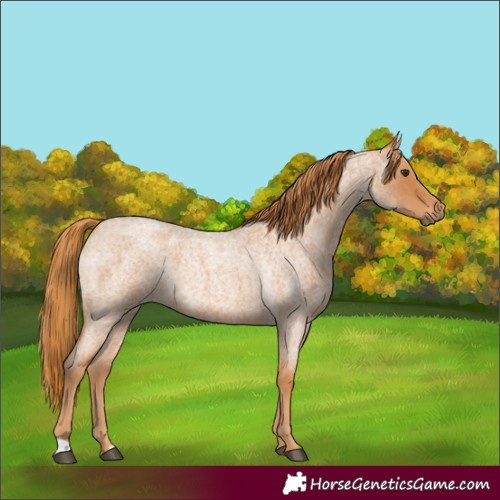 Horse Color:Red Roan 