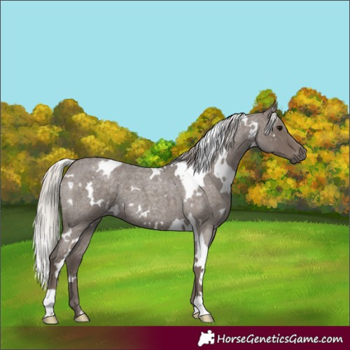 Horse Color:White Spotted Silver Blue Roan 