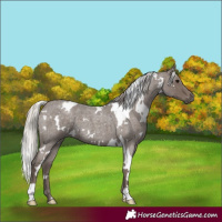 Horse Color:White Spotted Silver Blue Roan 