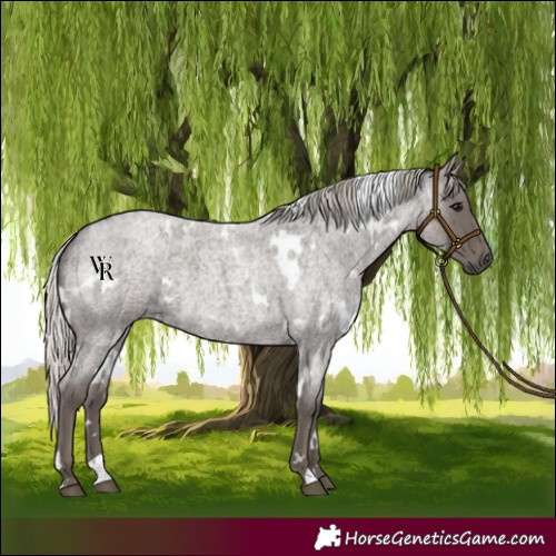 Horse Color:White Spotted Silver Blue Roan
