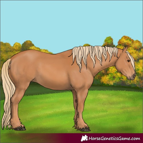 Horse Color:Chestnut 