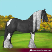 Horse Color:Black Tobiano Rabicano